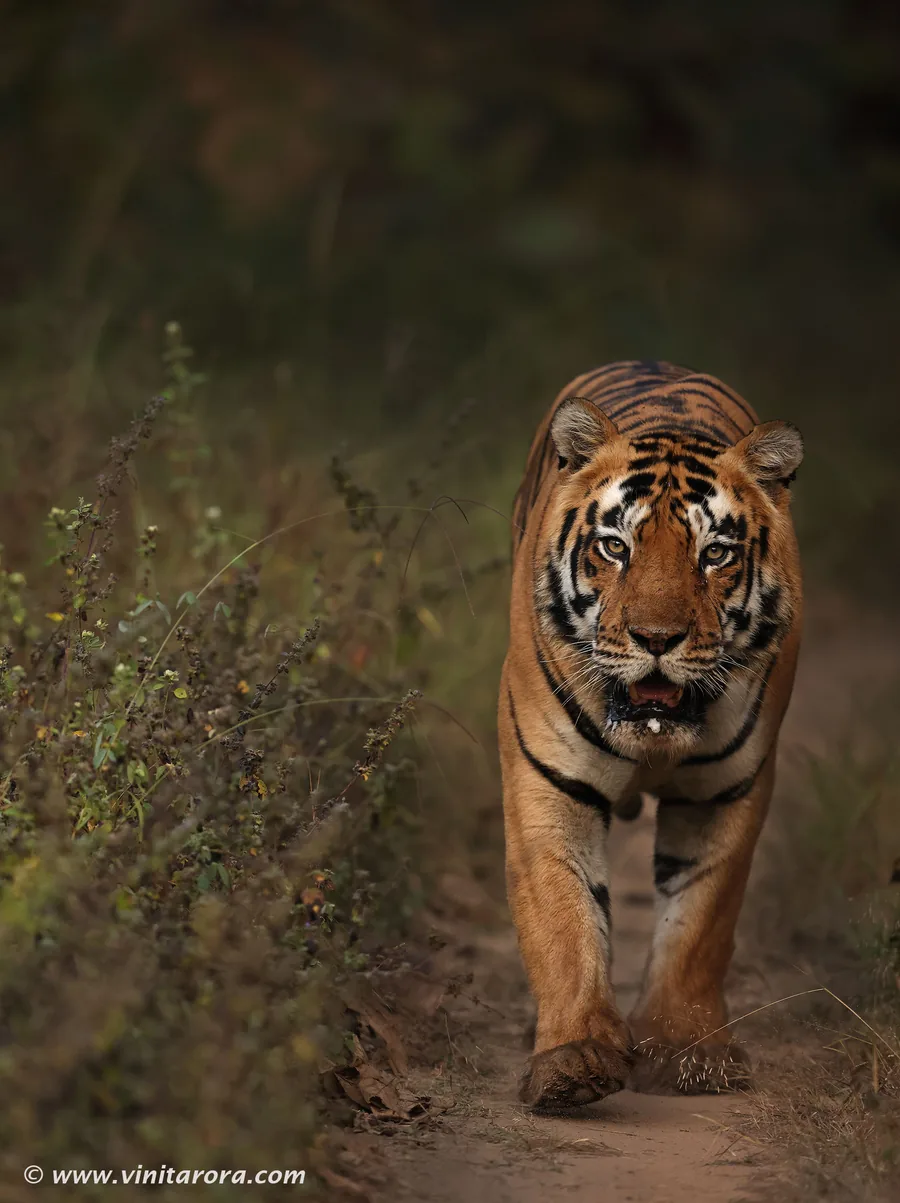 A male Bengal tiger walks head-on down a forest trail, locking eyes with the viewer in moody low light.