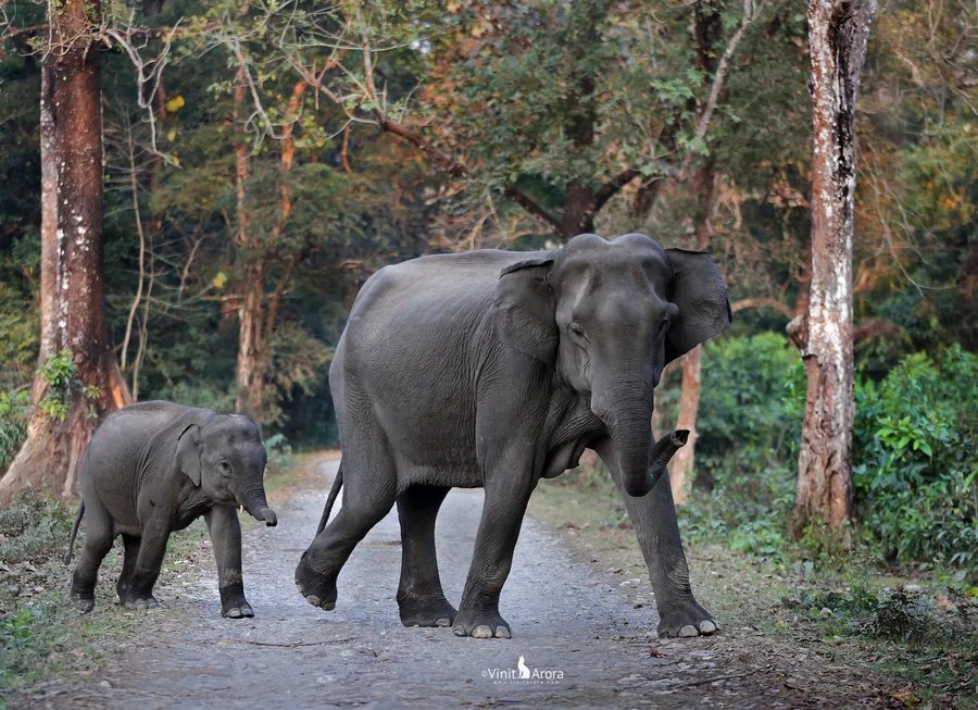 An Asian elephant mother crosses a forest road with her young calf trailing close behind her in warm evening light.