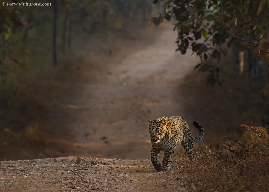 An Indian leopard strides down a dusky forest road, emerging from deep shadow into a pool of soft golden light.